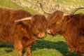 Highland rustic cattle on the grass fields of the village of KirkjubÃÂ¸ur, Streymoy Island, Faroe Islands