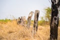 Highland scenery in central Vietnam, with wooden fence made of dead fired tree, and yellow grass field