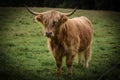 Portrait of a Highland Cow - Scottish Highlands Royalty Free Stock Photo