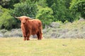 Scottish Highlander or Highland cattle on dunes in North Holland. The Netherlands. Royalty Free Stock Photo