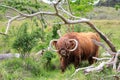 Scottish Highlander or Highland cattle on dunes in North Holland. The Netherlands. Royalty Free Stock Photo