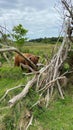 Scottish Highlander or Highland cattle on dunes in North Holland. The Netherlands. Royalty Free Stock Photo