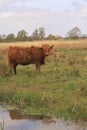 The Highland at Surlingham Royalty Free Stock Photo