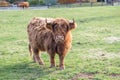 Highland Scottish Cattle in a green pasture