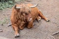 Highland, Scottish cow breed with long beautiful horns and long brown hair Royalty Free Stock Photo