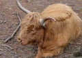 Highland, Scottish cow breed with long beautiful horns and long brown hair Royalty Free Stock Photo