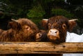 Highland Scottish Cow in a Cattle Corral Royalty Free Stock Photo