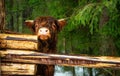 Highland Scottish Cow in a Cattle Corral Royalty Free Stock Photo