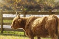 Highland Scottish Cow in Field