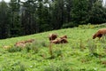 Highland Scottish cow Hielan coo, Bo Ghaidhealach grazing on the green grass pastures in Scotland nature Royalty Free Stock Photo