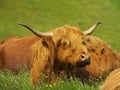 Highland scottish cow