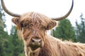 Highland scottish cows