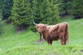 Highland scottish cows