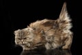 Highland Scottish Fold Cat with short Tail on Black Mirror