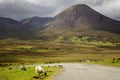 Highland sheep grazing by road in Scottish Highlands Royalty Free Stock Photo