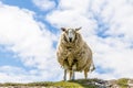 A highland sheep looks down over the path to the lighthouse at Neist Point on the island of Skye, Scotland Royalty Free Stock Photo