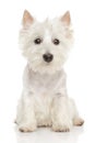 Highland Terrier (westie) on white background Royalty Free Stock Photo