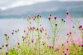 Highland Thistles