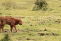 Scottish Highlander calf walking veluwe nature Royalty Free Stock Photo