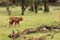 Scottish Highlander calf walking veluwe nature Royalty Free Stock Photo