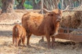 Highlander cow feeding her puppy while eating hay