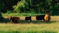 Highlander cows, in the field of Lentevreugd, Wassenaar. The Netherlands Royalty Free Stock Photo