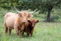 Highlands cattle Royalty Free Stock Photo