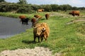 Highlands Cattle Royalty Free Stock Photo