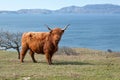 Highlands cattle by the sea Royalty Free Stock Photo