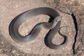 Highlands Copperhead Royalty Free Stock Photo