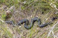 Highlands Copperhead Snake Royalty Free Stock Photo