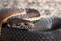 Highlands Copperhead Royalty Free Stock Photo