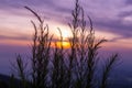 Highlands grass with beauty sunrise with purple sky