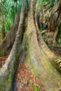 Highlands Hammock State Park Royalty Free Stock Photo