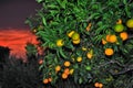 Highlight of ripe sweet orange closeup with red sky sunset Royalty Free Stock Photo