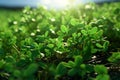 Highlight the role of clover in sustainable