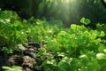 Highlight the role of clover in sustainable