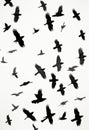 Highlight Your Home with an Assortment of Beautiful Bird Silhouettes
