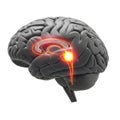 Highlighted areas in red and orange indicating neural pathways Royalty Free Stock Photo