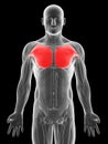 Highlighted breast muscles Royalty Free Stock Photo