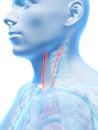 Highlighted carotid artery Royalty Free Stock Photo