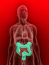 Highlighted colon