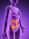 Highlighted colon