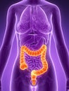 Highlighted colon