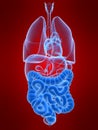 Highlighted colon and intestines Royalty Free Stock Photo