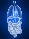 Highlighted colon and intestines Royalty Free Stock Photo