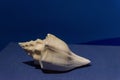 Highlighted conch shell on blue background Royalty Free Stock Photo