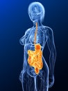 Highlighted digestive system Royalty Free Stock Photo