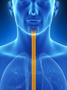 Highlighted esophagus Royalty Free Stock Photo