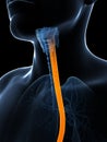 Highlighted esophagus